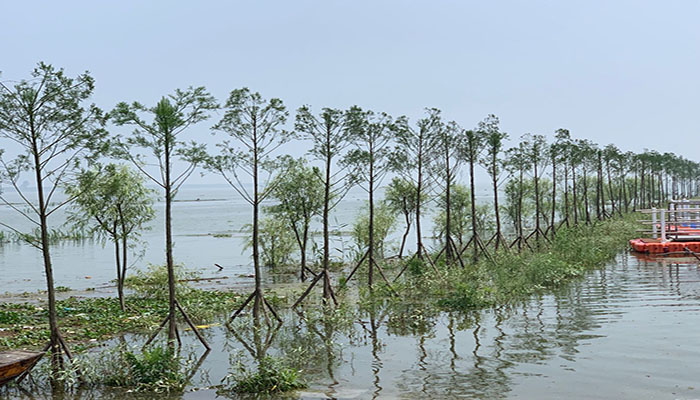 图2： 南洞庭湖区水松生态景观带guanw